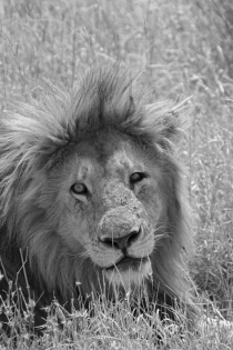Lion solitaire - Tanzanie 