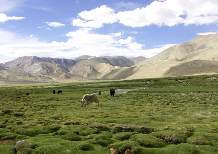 Tso Kar, Ladakh - INDE 