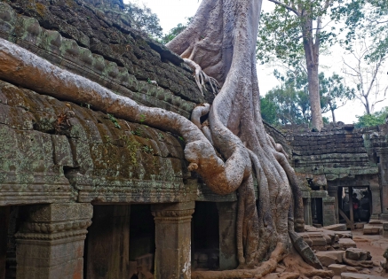 Tha Phrom 3, Angkor - Cambodge 