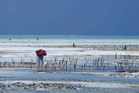 Culture d'algue - Zanzibar 