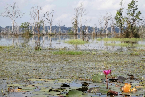 Lac 1, Angkor, Cambodge 