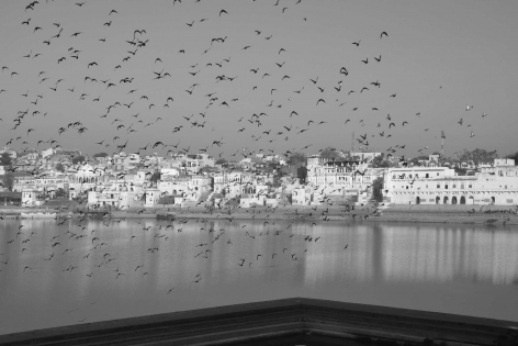 Pushkar, les oiseaux 