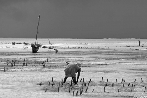 Zanzibar 6, Tanzanie 2012 