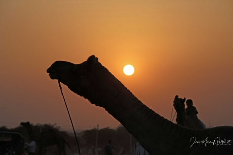 Pushkar camel fair 2019 